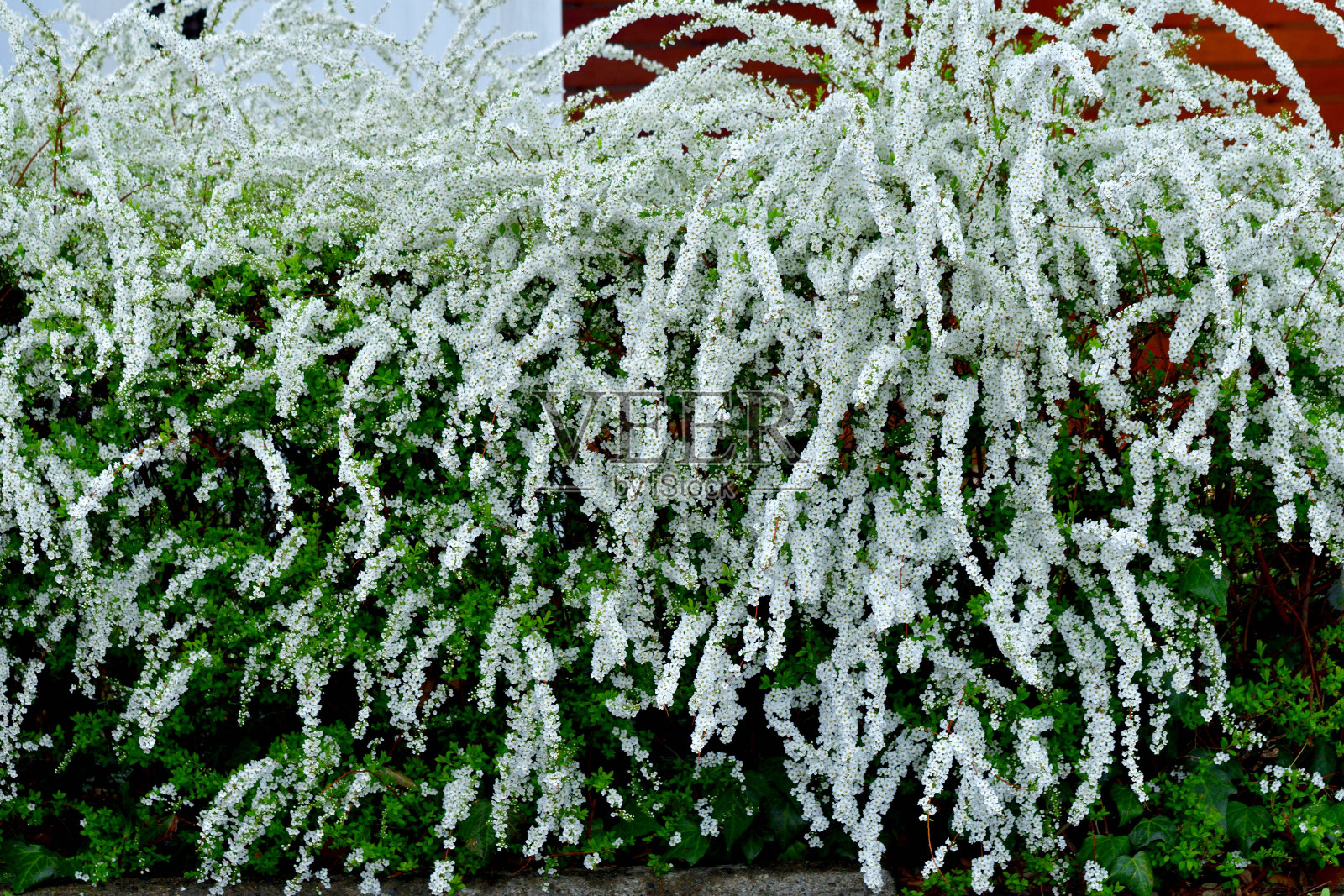 桑贝里绣线菊/桑贝里绣线菊照片摄影图片