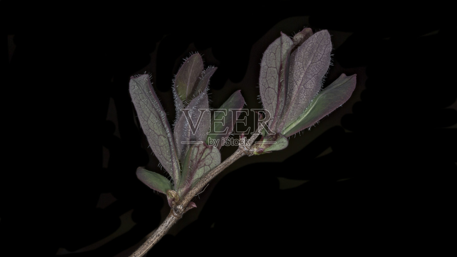 鼠尾草的叶子。照片摄影图片