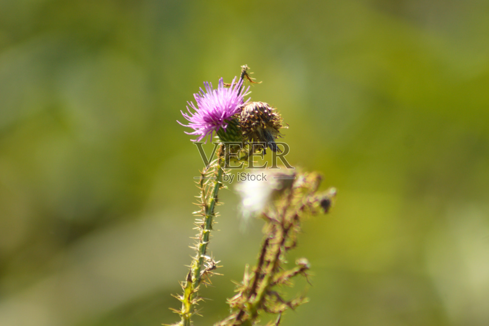 有刺的没有羽毛的蓟花的特写与绿色模糊的背景照片摄影图片