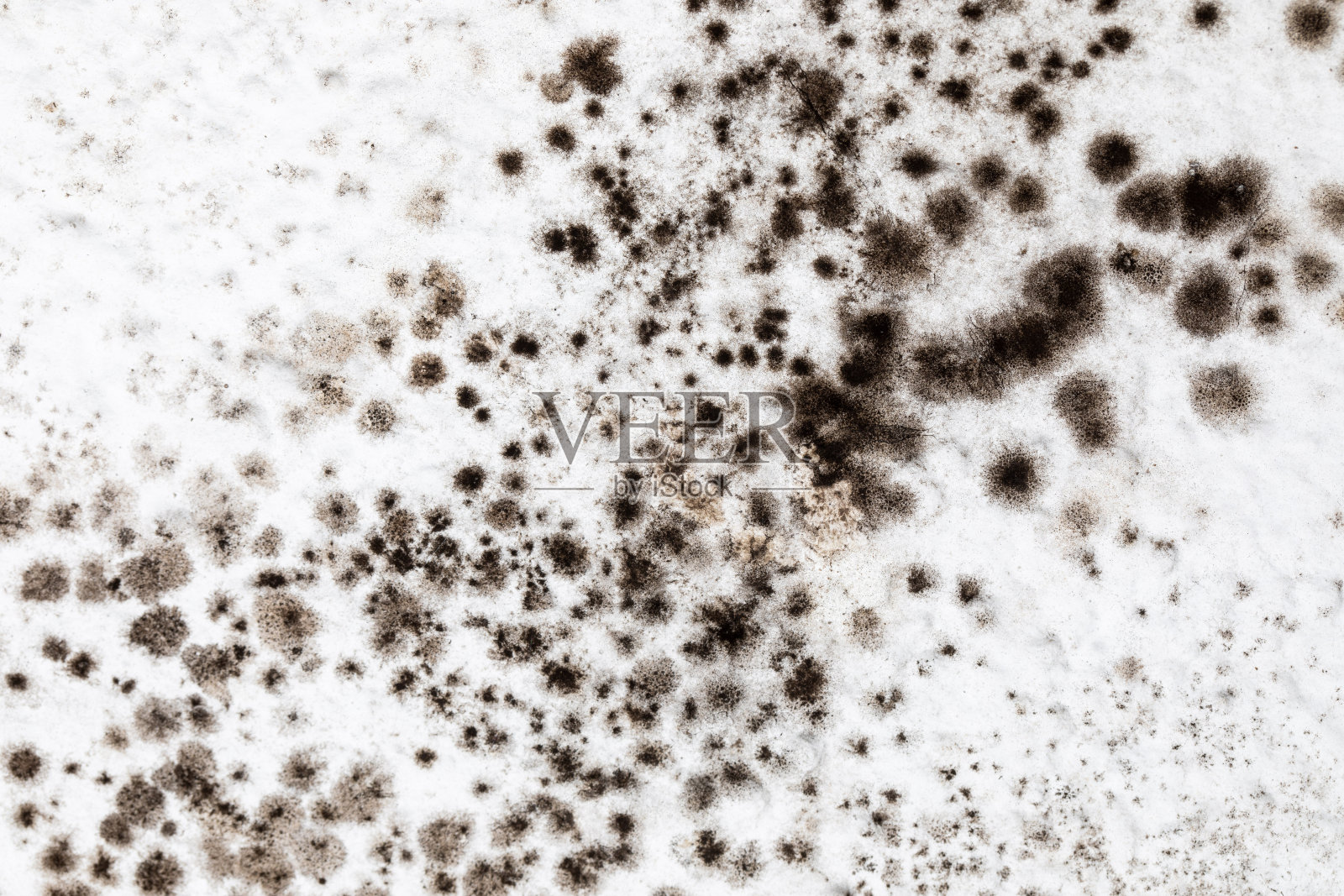 在室内天花板的白色表面上有霉菌、霉菌、霉菌或真菌。照片摄影图片