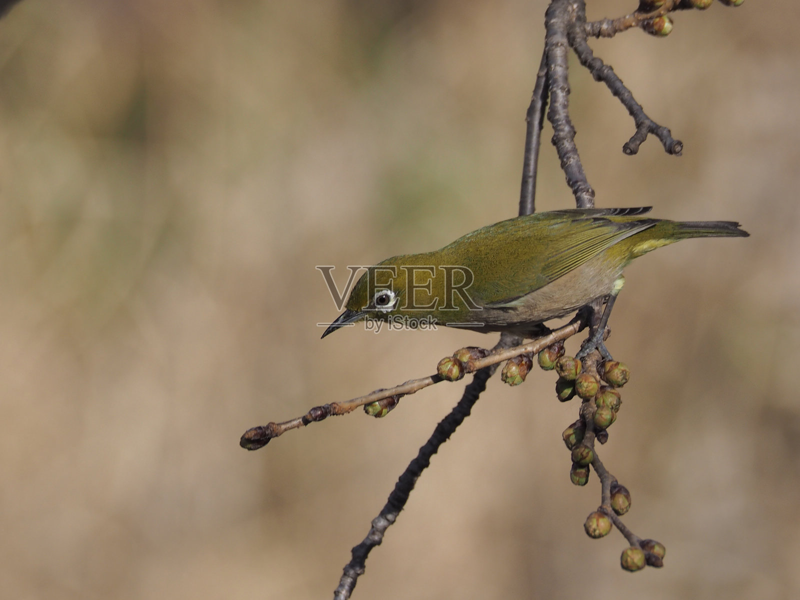 白色的眼照片摄影图片