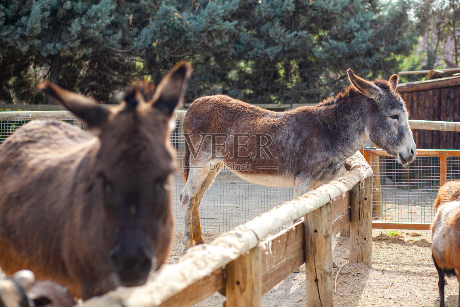 骡子照片摄影图片