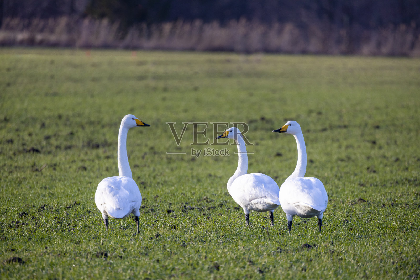 天鹅照片摄影图片