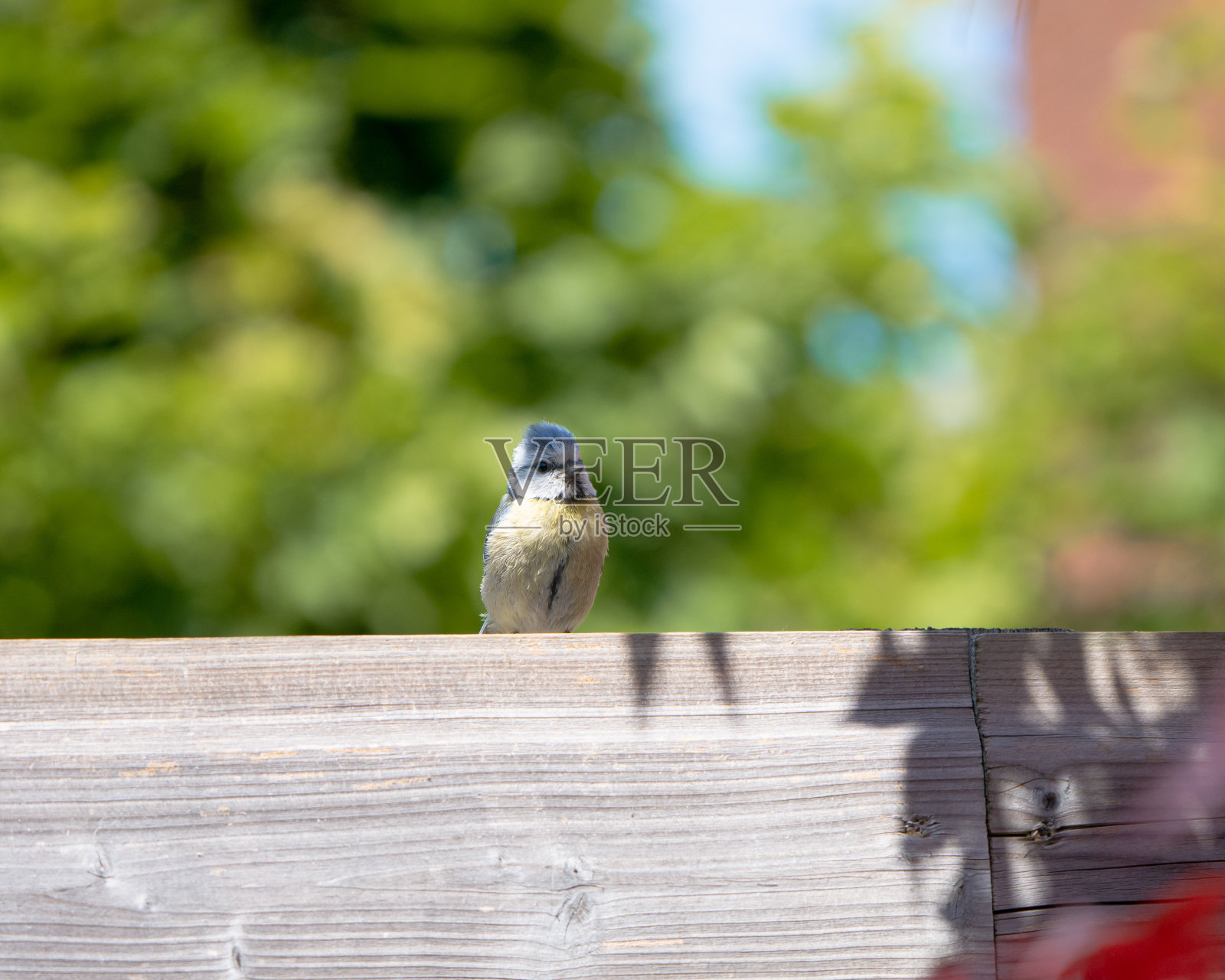 大山雀坐在篱笆上照片摄影图片
