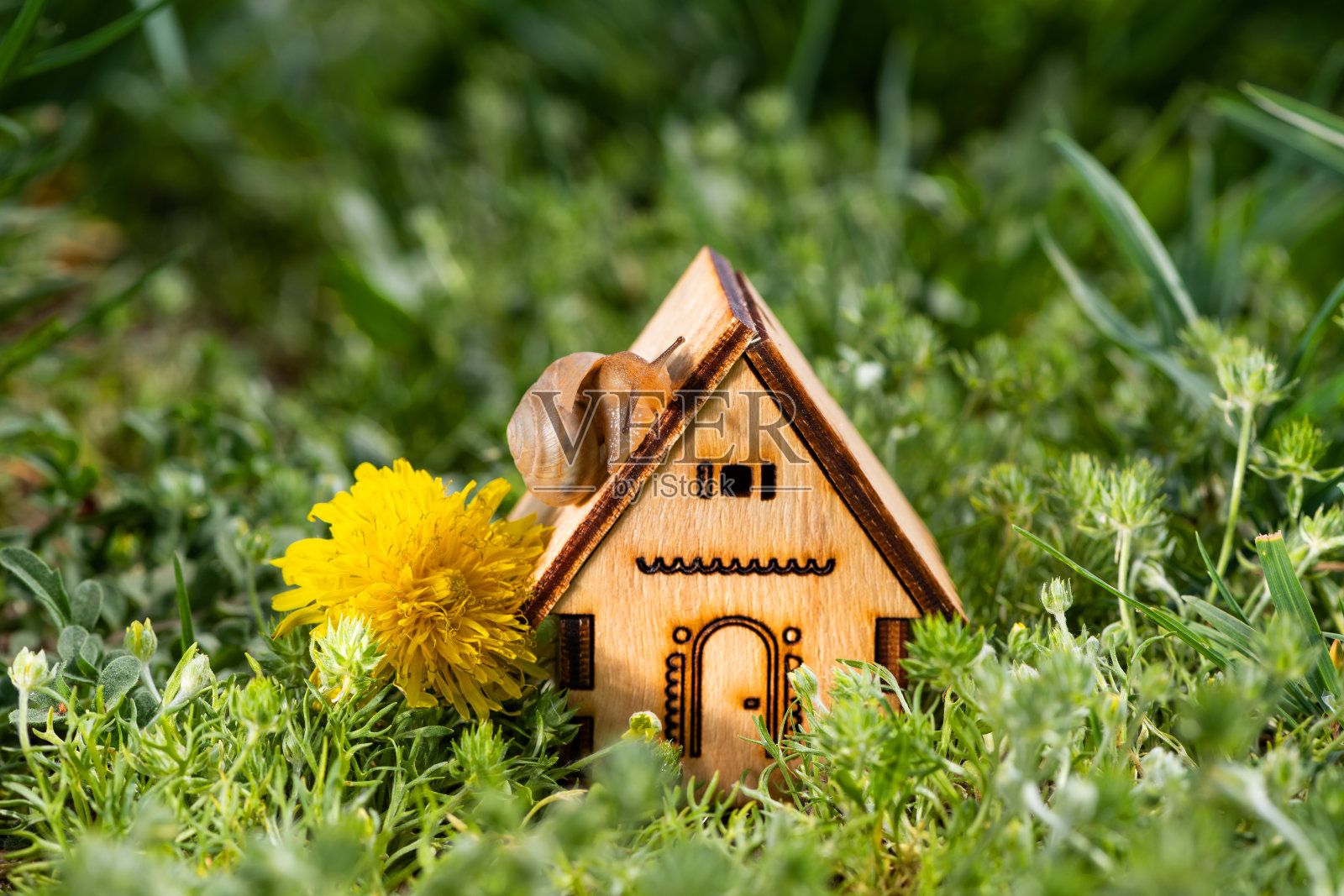 一只蜗牛在绿色的草地上爬着照片摄影图片