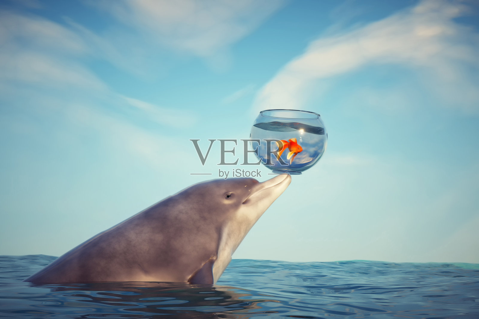 海豚从海里举起一个鱼缸。照片摄影图片