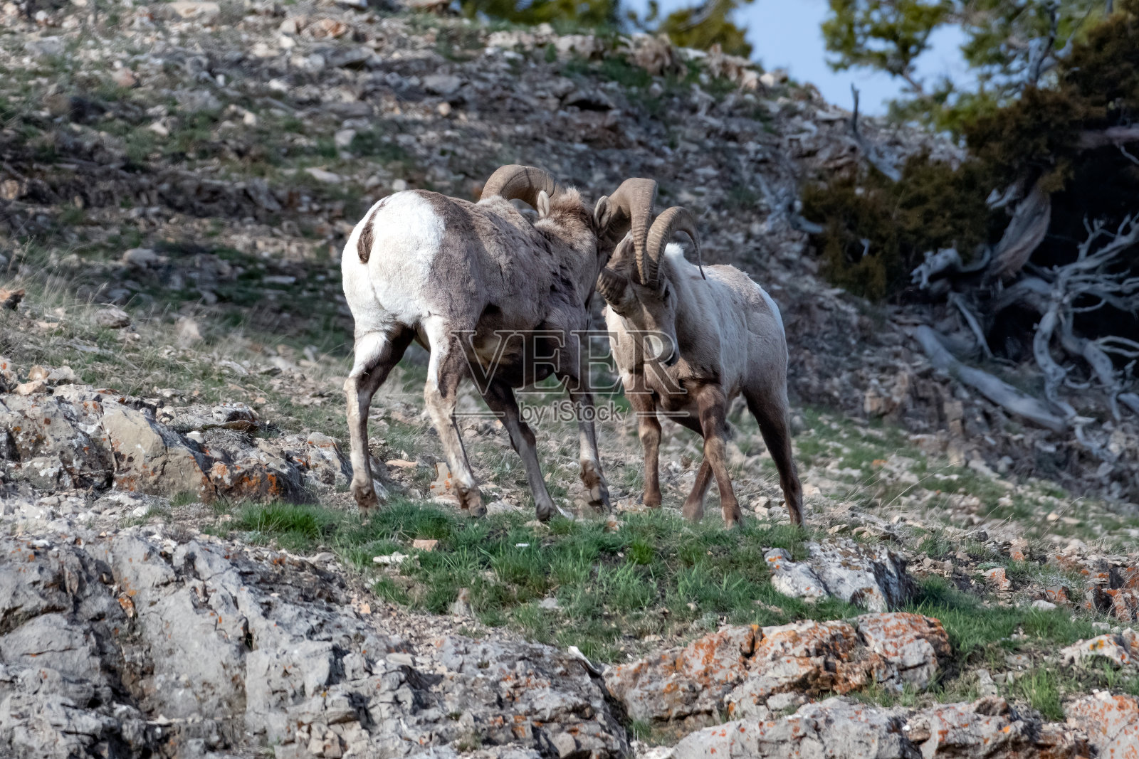 两只大角公羊在悬崖边用头撞来撞去照片摄影图片