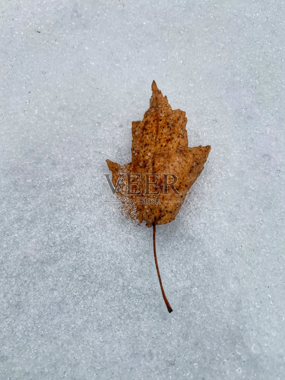 被冰雪覆盖的街道上的一片叶子照片摄影图片