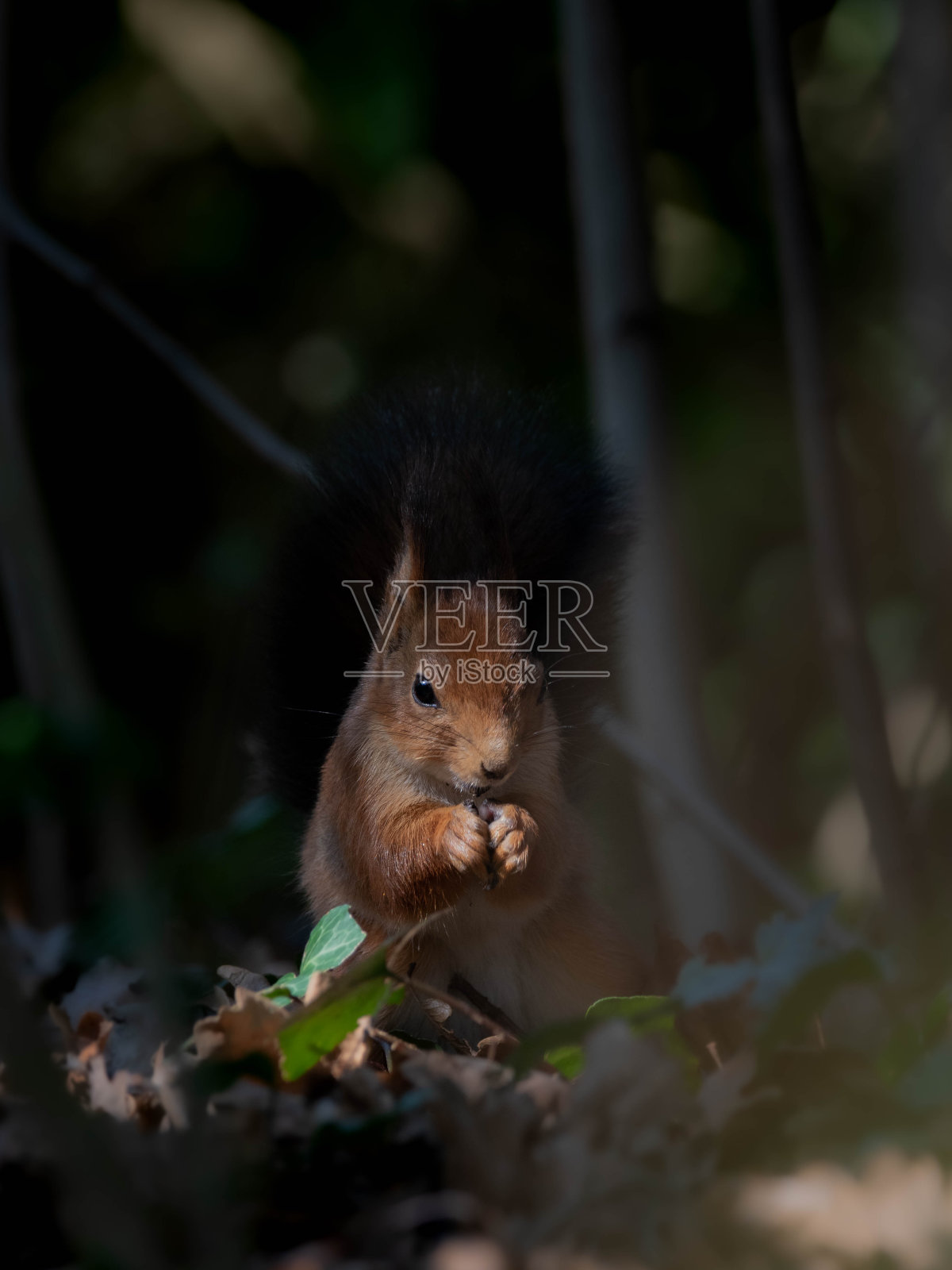 松鼠照片摄影图片
