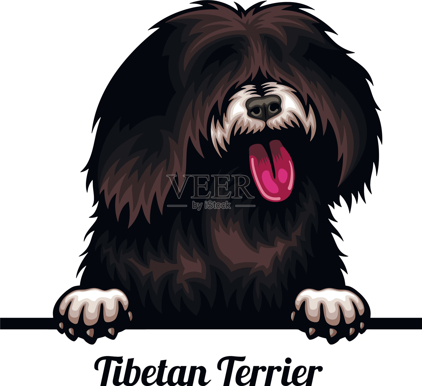 西藏梗-颜色窥视犬-品种脸插画图片素材