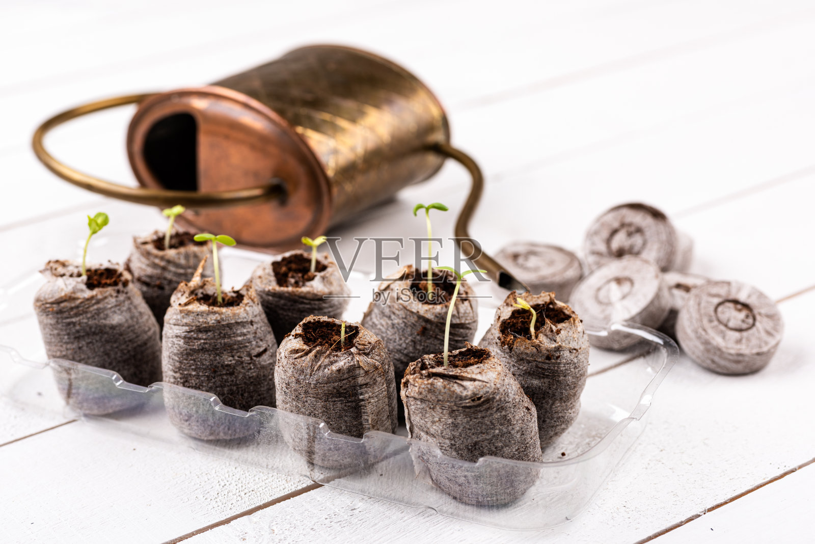 百日菊幼苗生长在瞬间泥炭颗粒。可生物降解的花盆。零废物，回收利用，无塑料概念。照片摄影图片