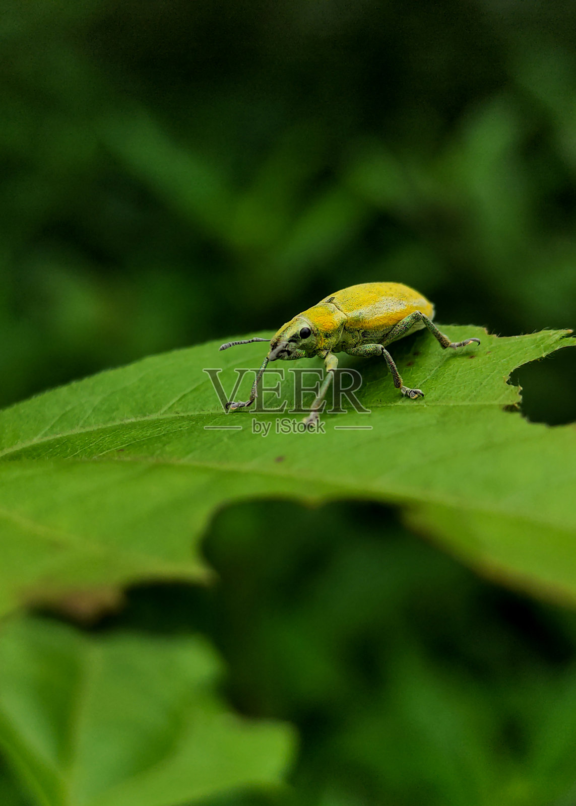 黄色甲虫照片摄影图片