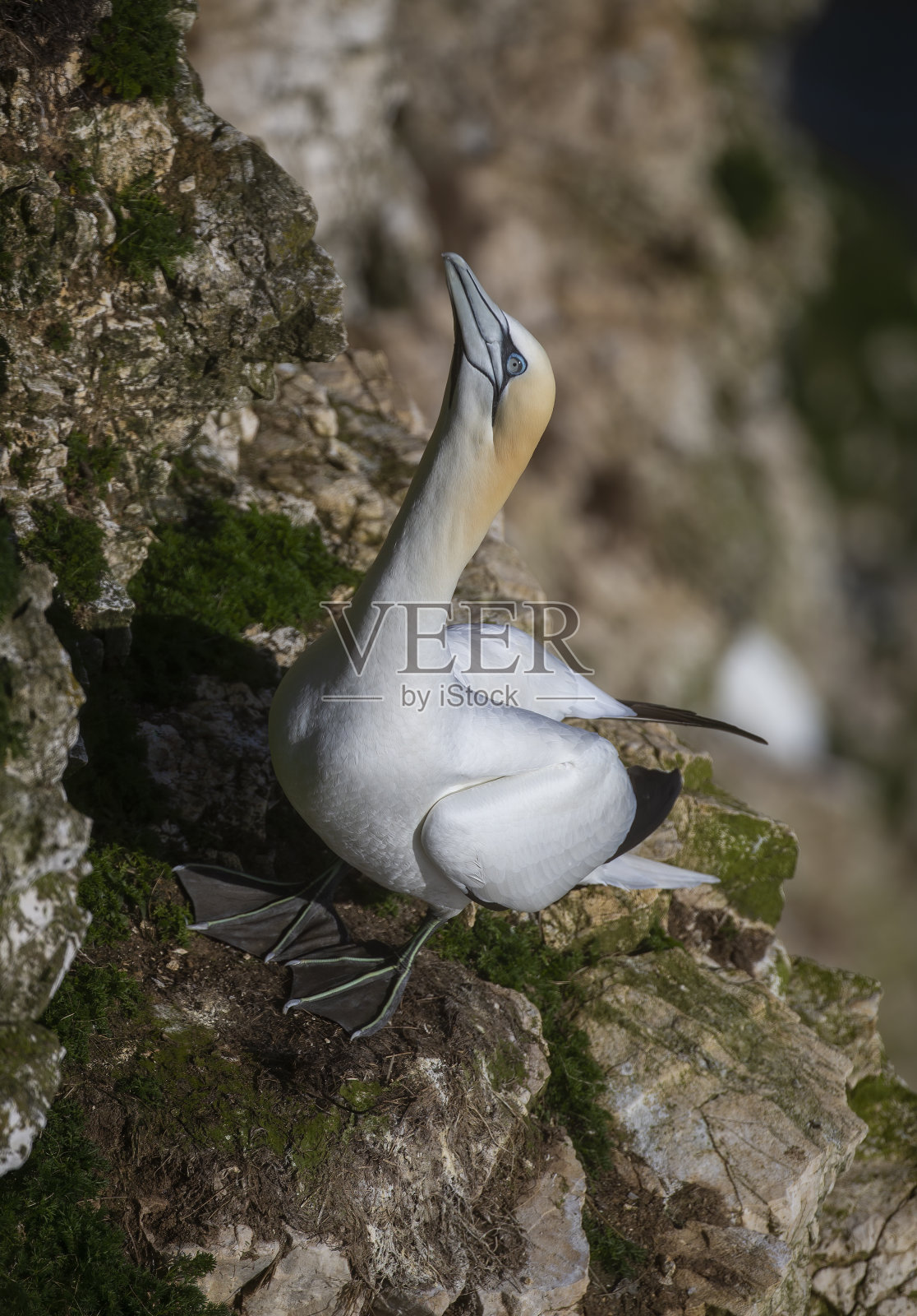 塘鹅照片摄影图片