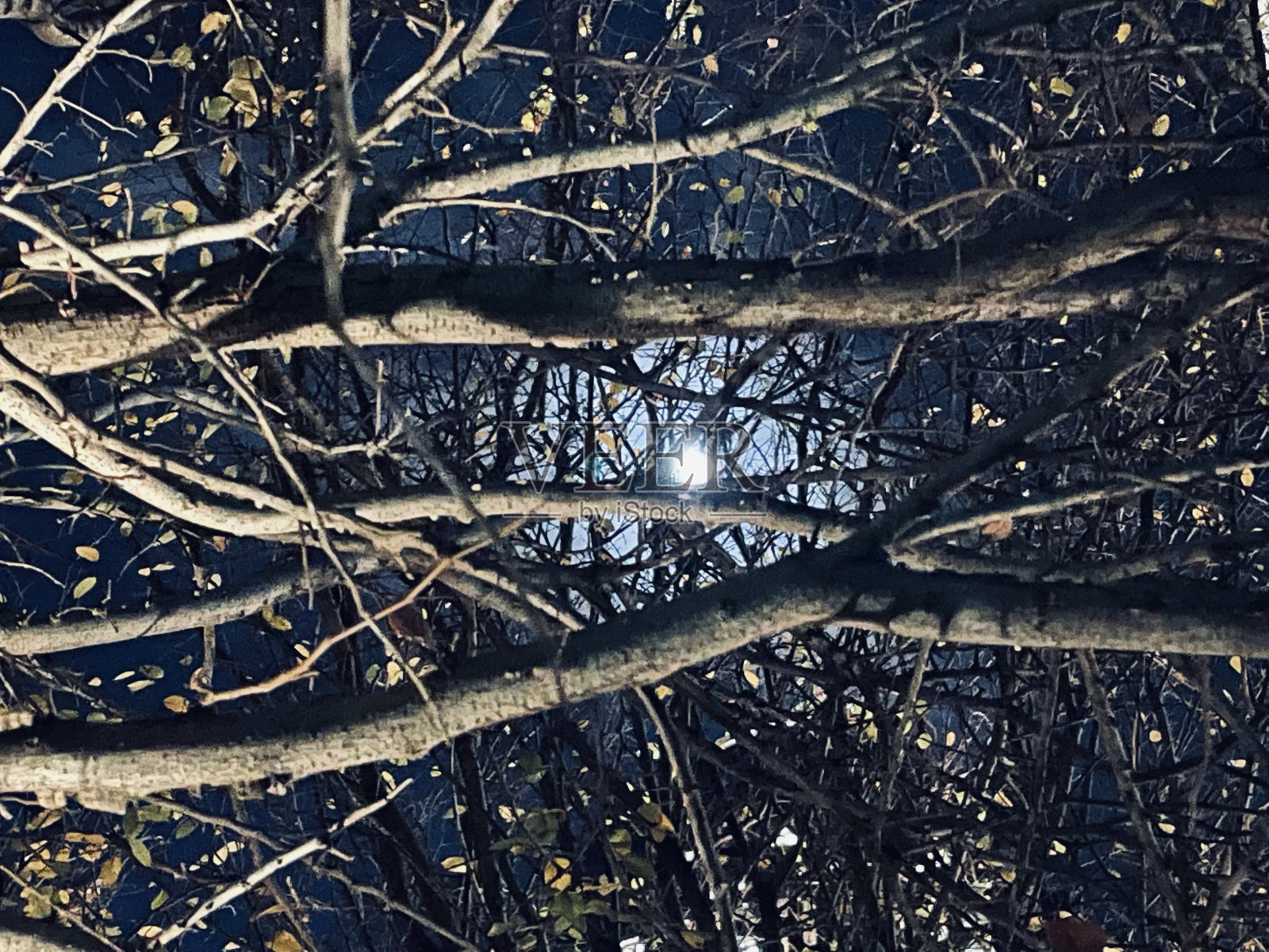 月光照片摄影图片