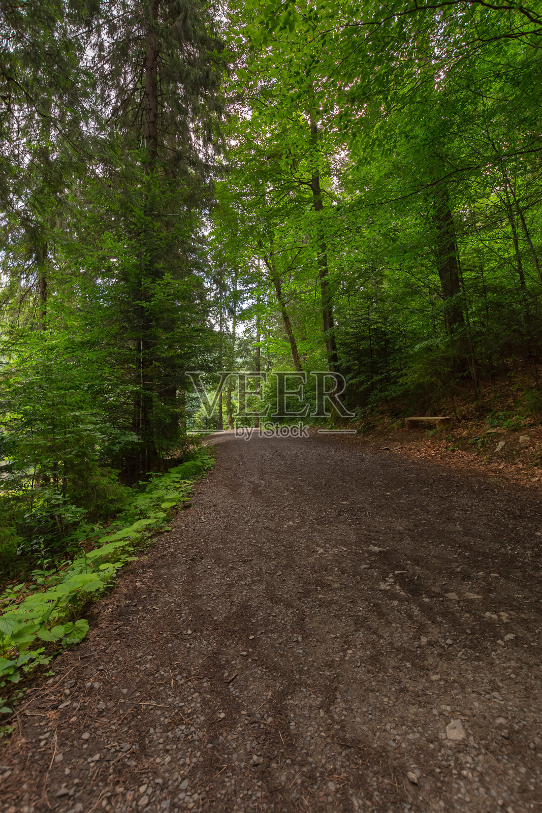 锡内维尔国家公园森林路照片摄影图片