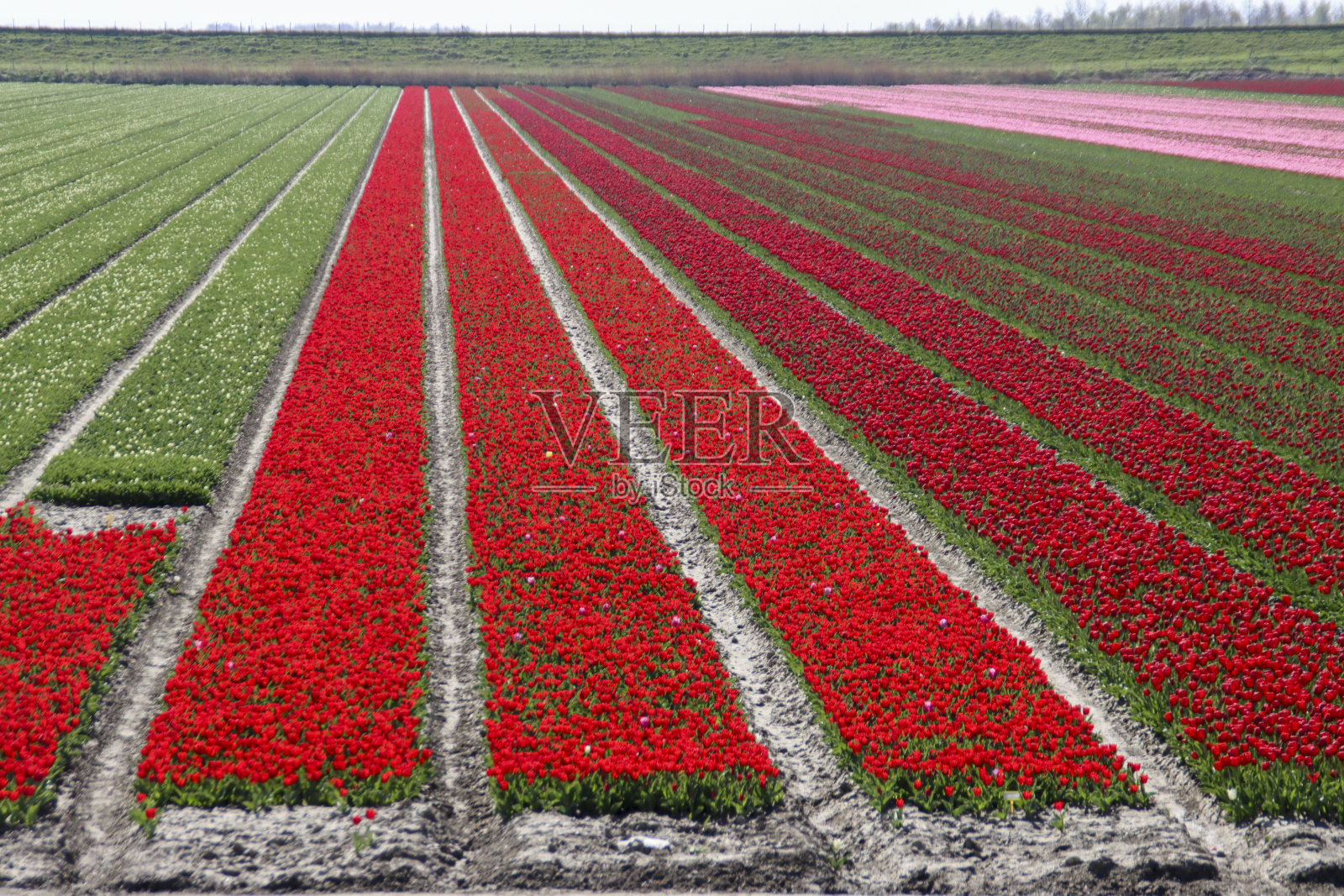 弗拉基岛的斯塔德哈林夫列特的郁金香球茎田里的红色郁金香照片摄影图片