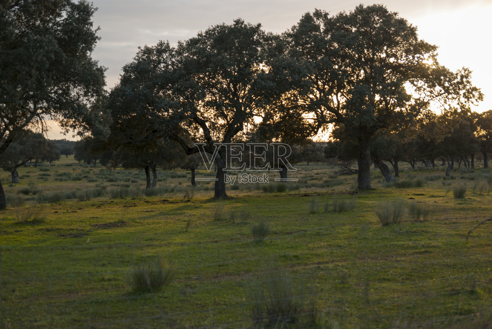 日落时分，鹤在树林间飞翔的景象照片摄影图片