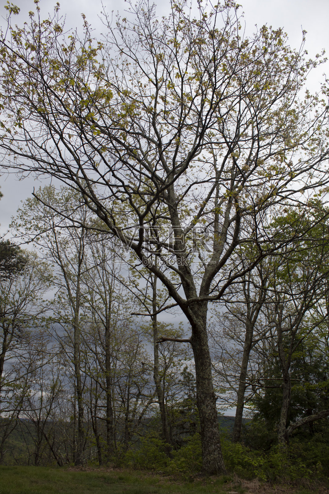 山地森林照片摄影图片