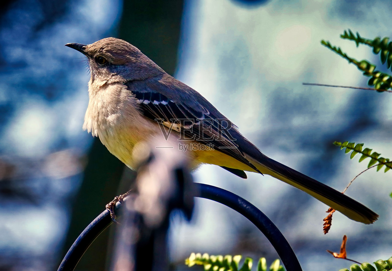 在高处栖息的北方嘲鸫照片摄影图片