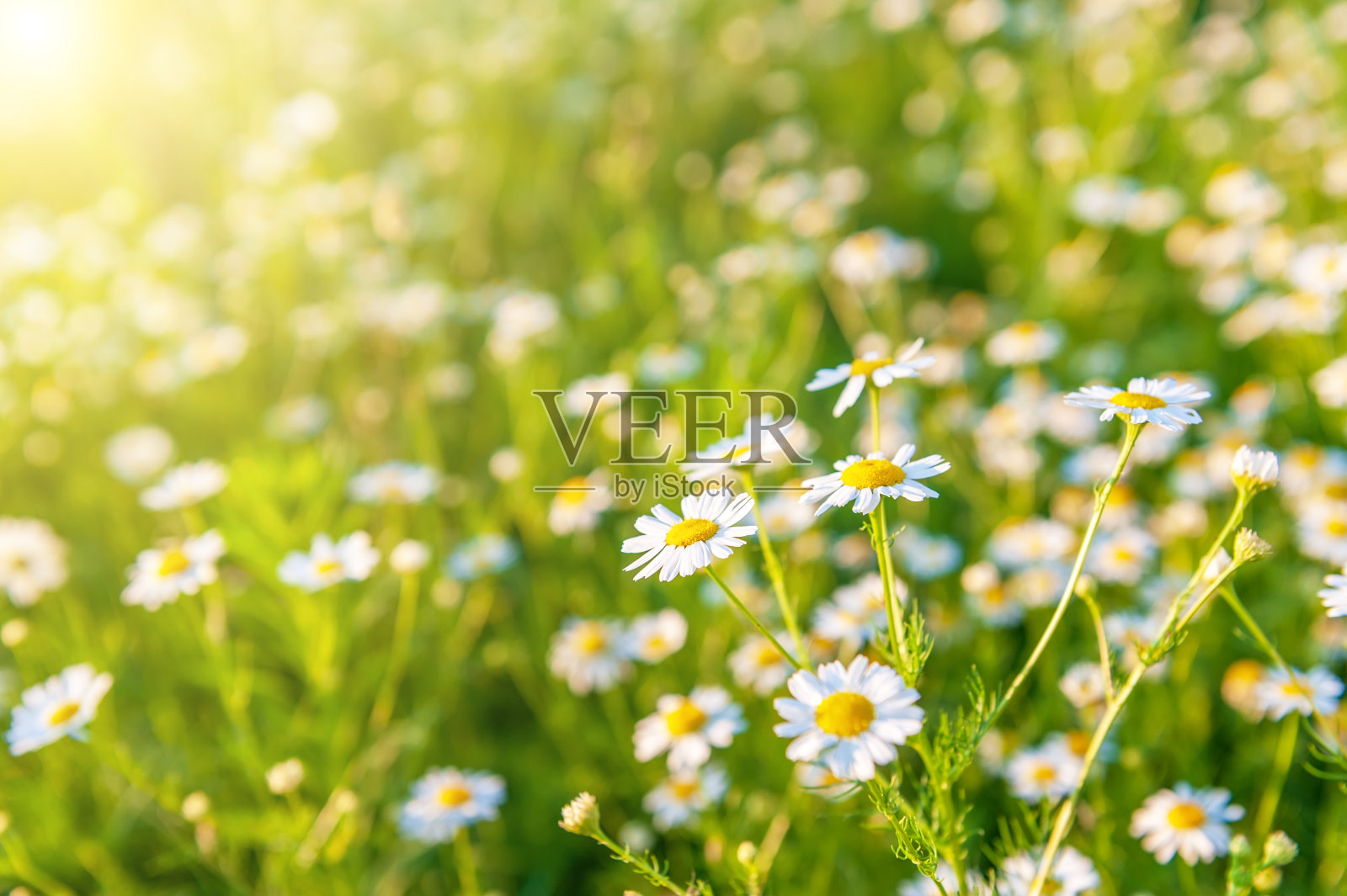 夏天风景明媚，山菊盛开着美丽的野花。田野里的雏菊。照片摄影图片