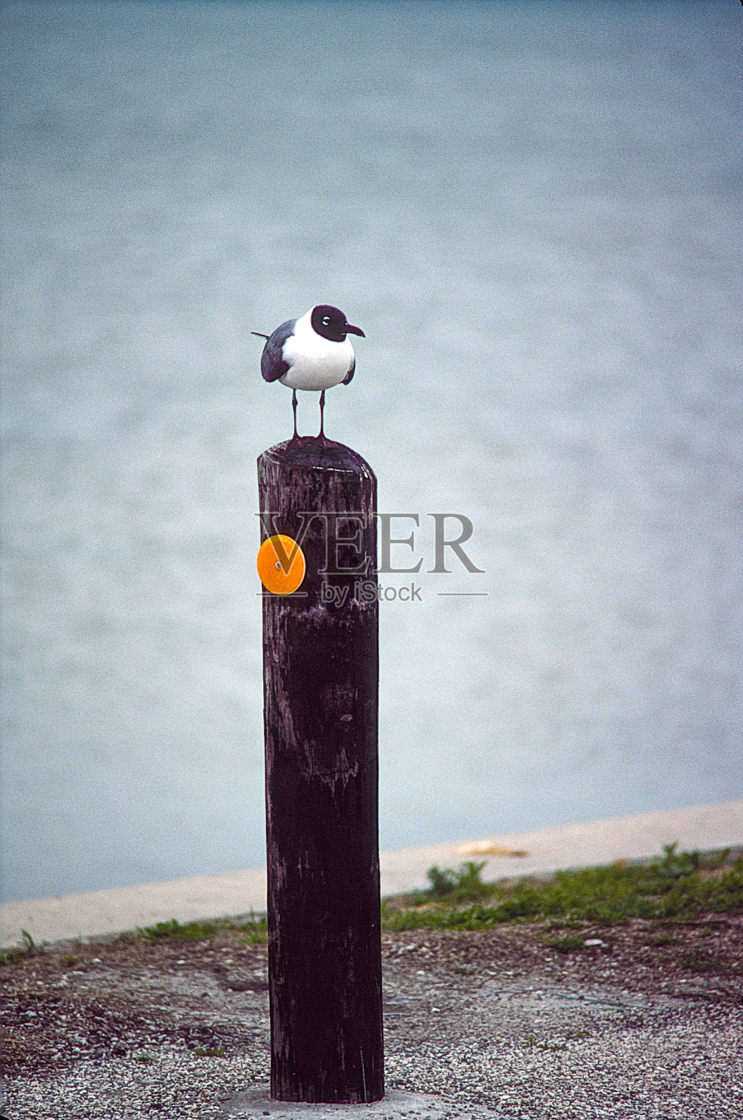孤单的海鸥照片摄影图片