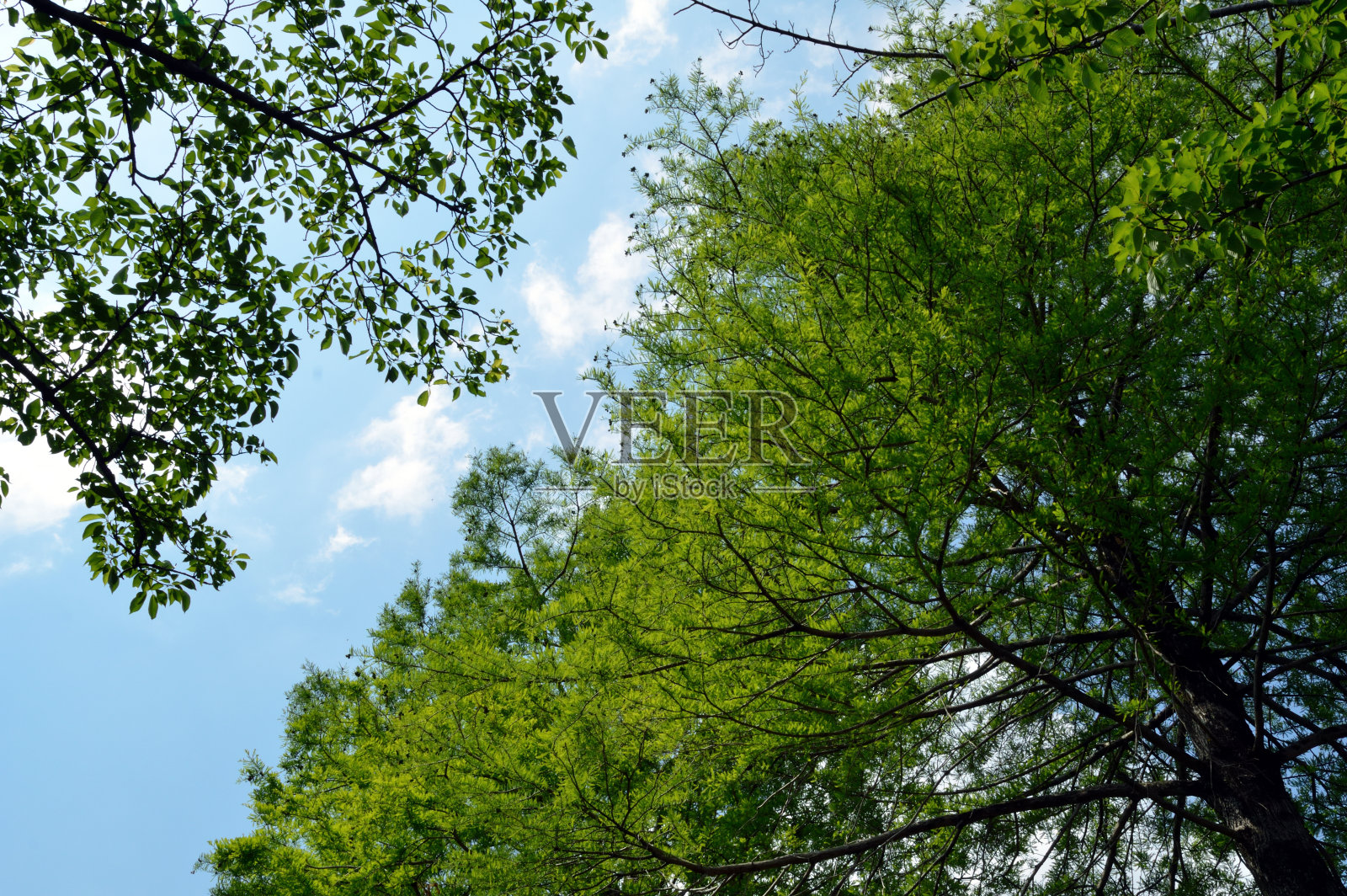 树朝着天空生长。云在天空中散开。照片摄影图片