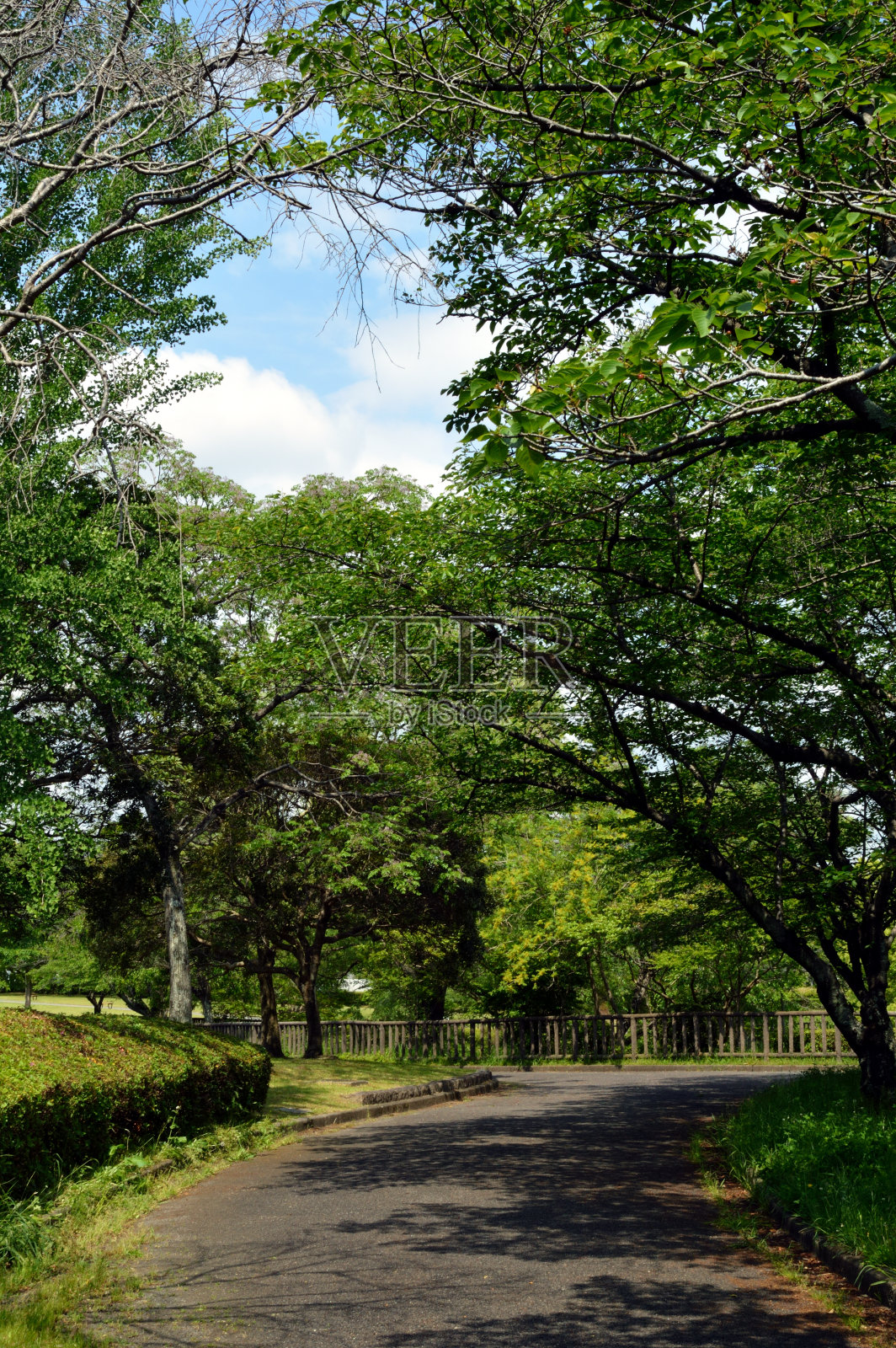 早晨没有人的公园，绿树成荫、绿草如茵的步道。照片摄影图片
