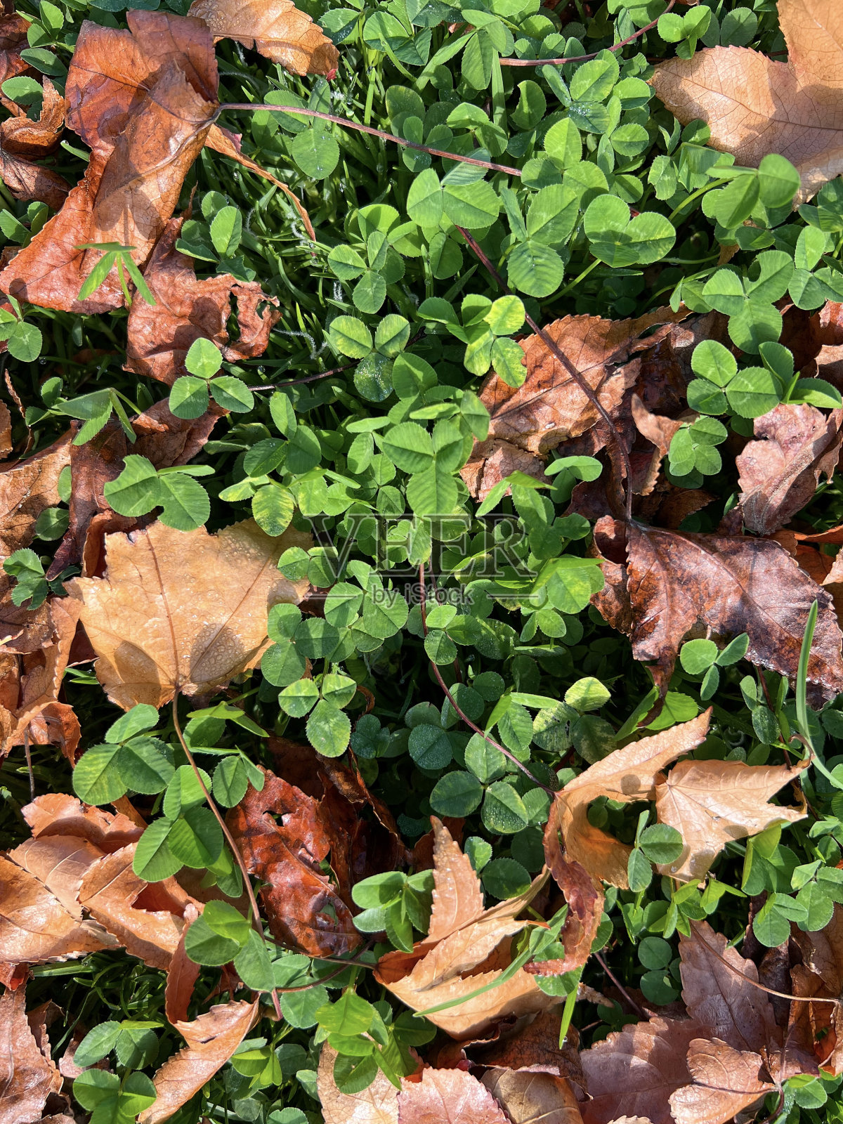 绿色的三叶草和棕色的秋叶照片摄影图片