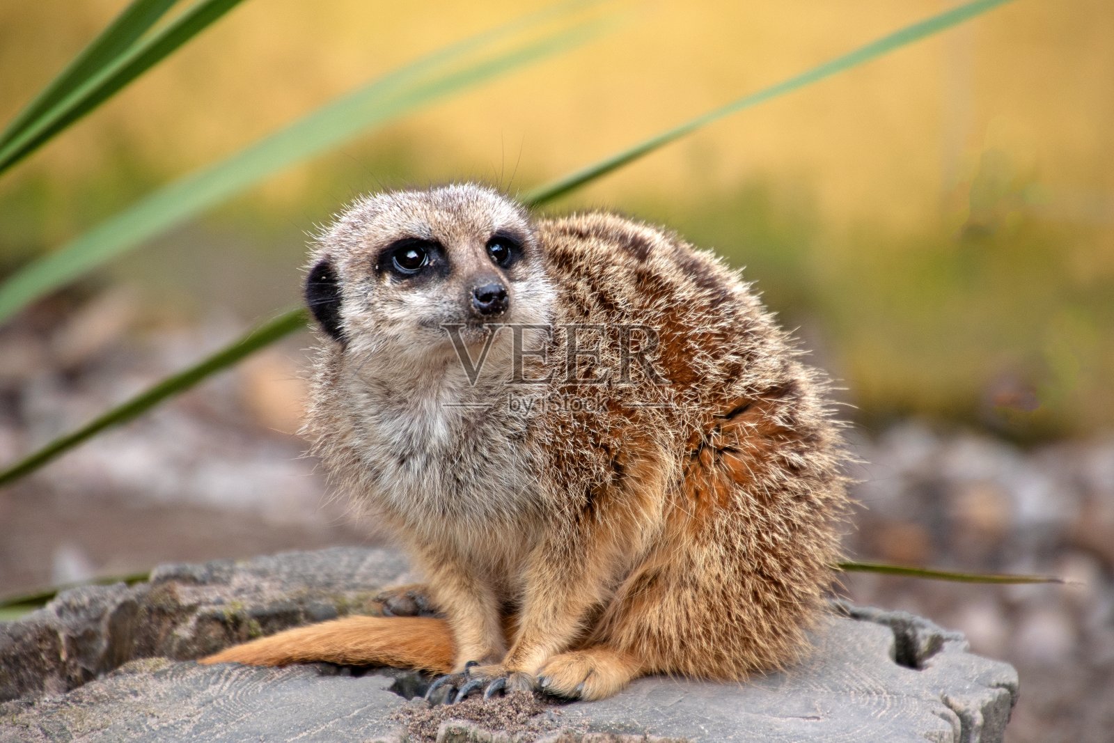 猫鼬保持警惕。照片摄影图片
