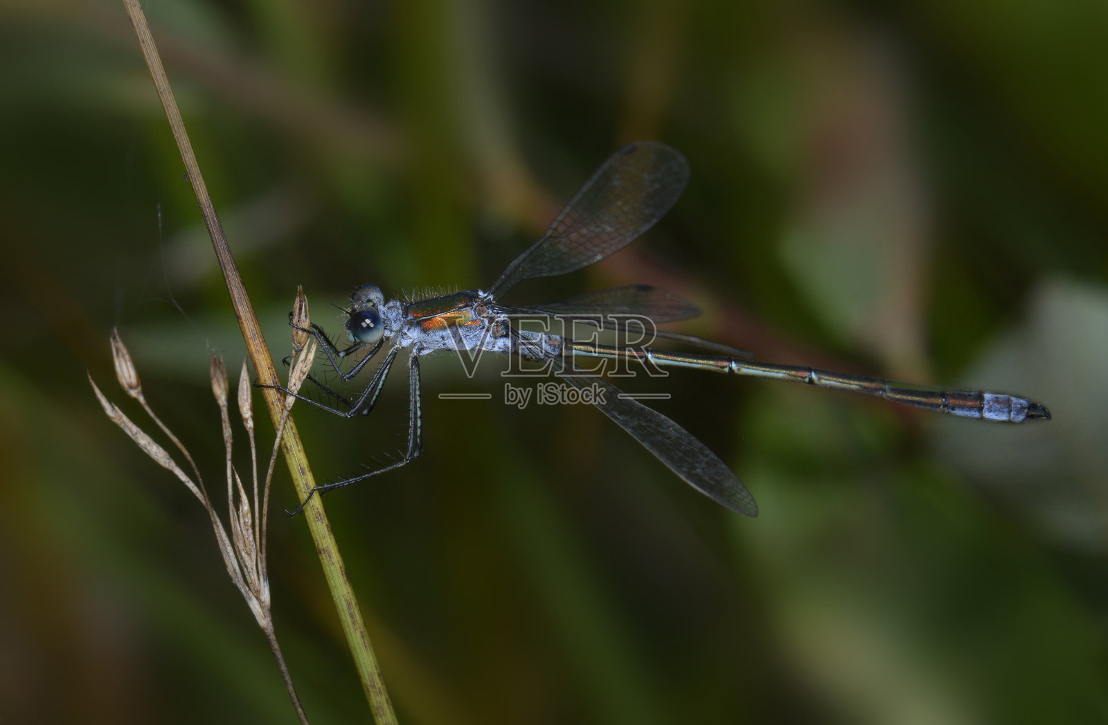 稀有的翡翠豆娘，莱斯特斯·仙女木。照片摄影图片