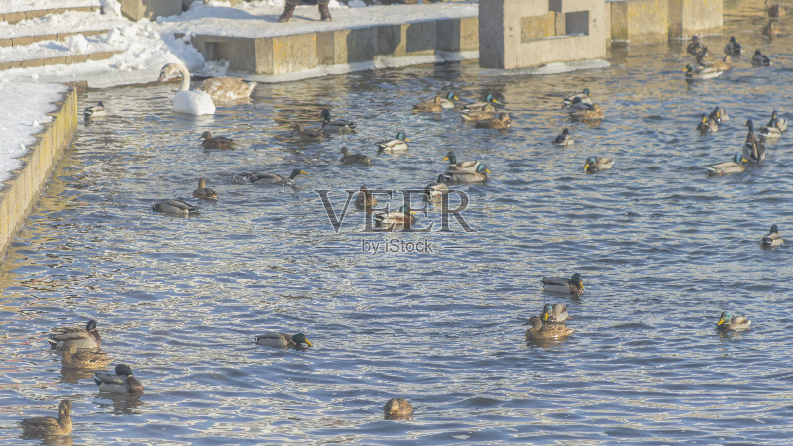 水禽鸭子在公园冬天的河上。城市野鸭越冬，动物生态系统。河里有许多鸟。照片摄影图片