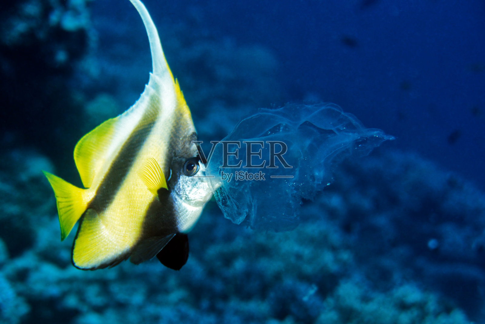 Banner：鱼吃水母照片摄影图片