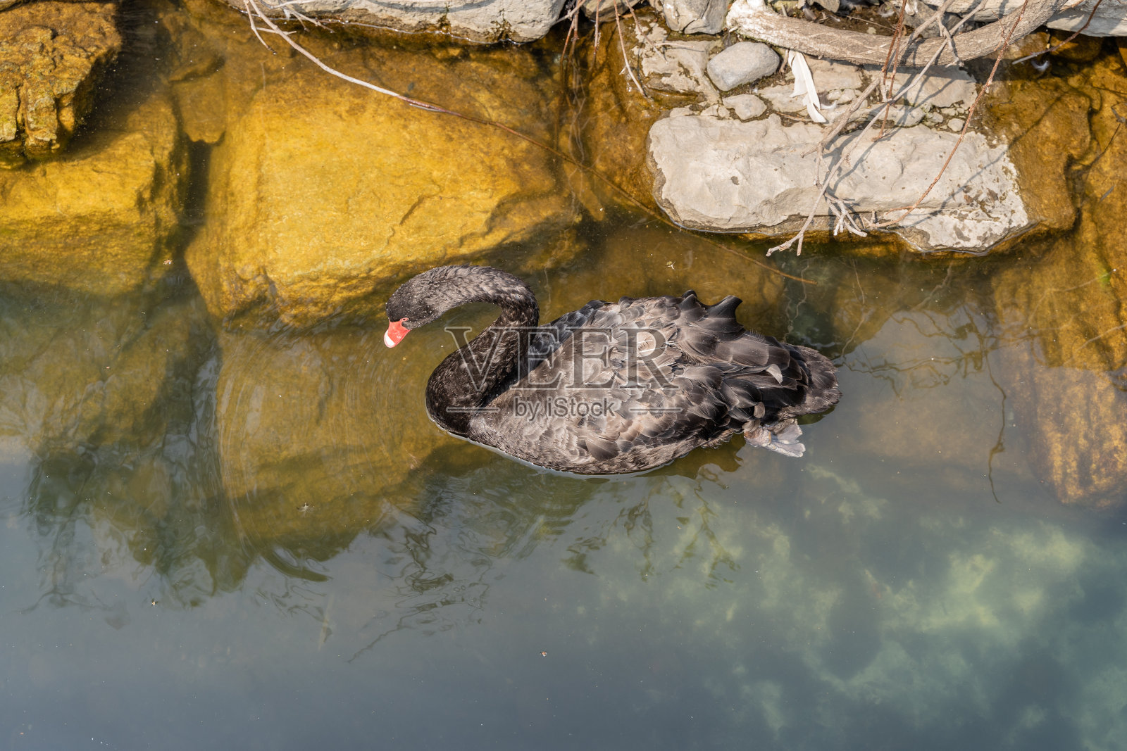 黑天鹅在水中游泳照片摄影图片