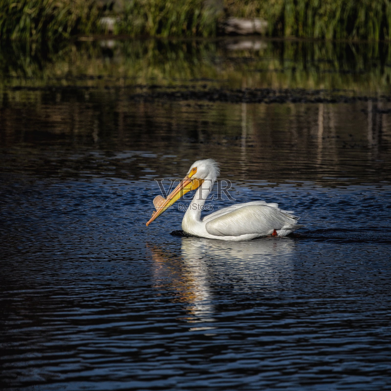 白鹈鹕照片摄影图片