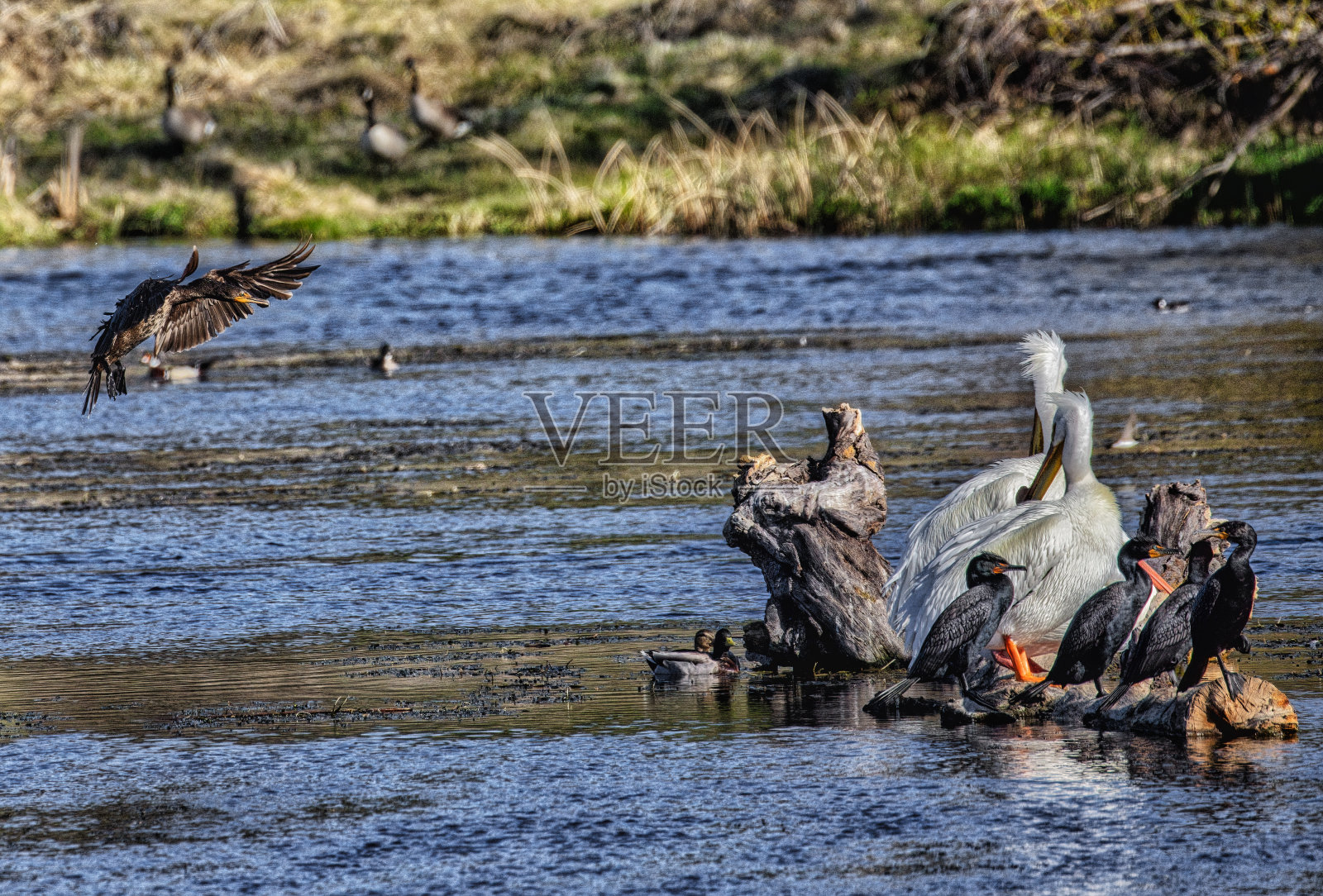 秋沙鸭在飞行中照片摄影图片