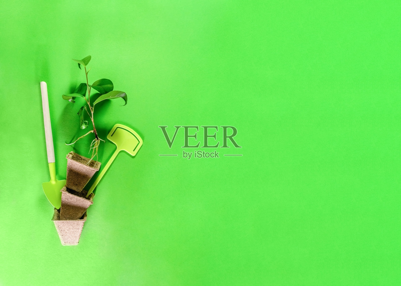 本杰明榕的绿色弯曲叶。家庭园艺:工具和切割植物。平坦的布局与复制空间在绿色背景。春天来了的概念。照片摄影图片