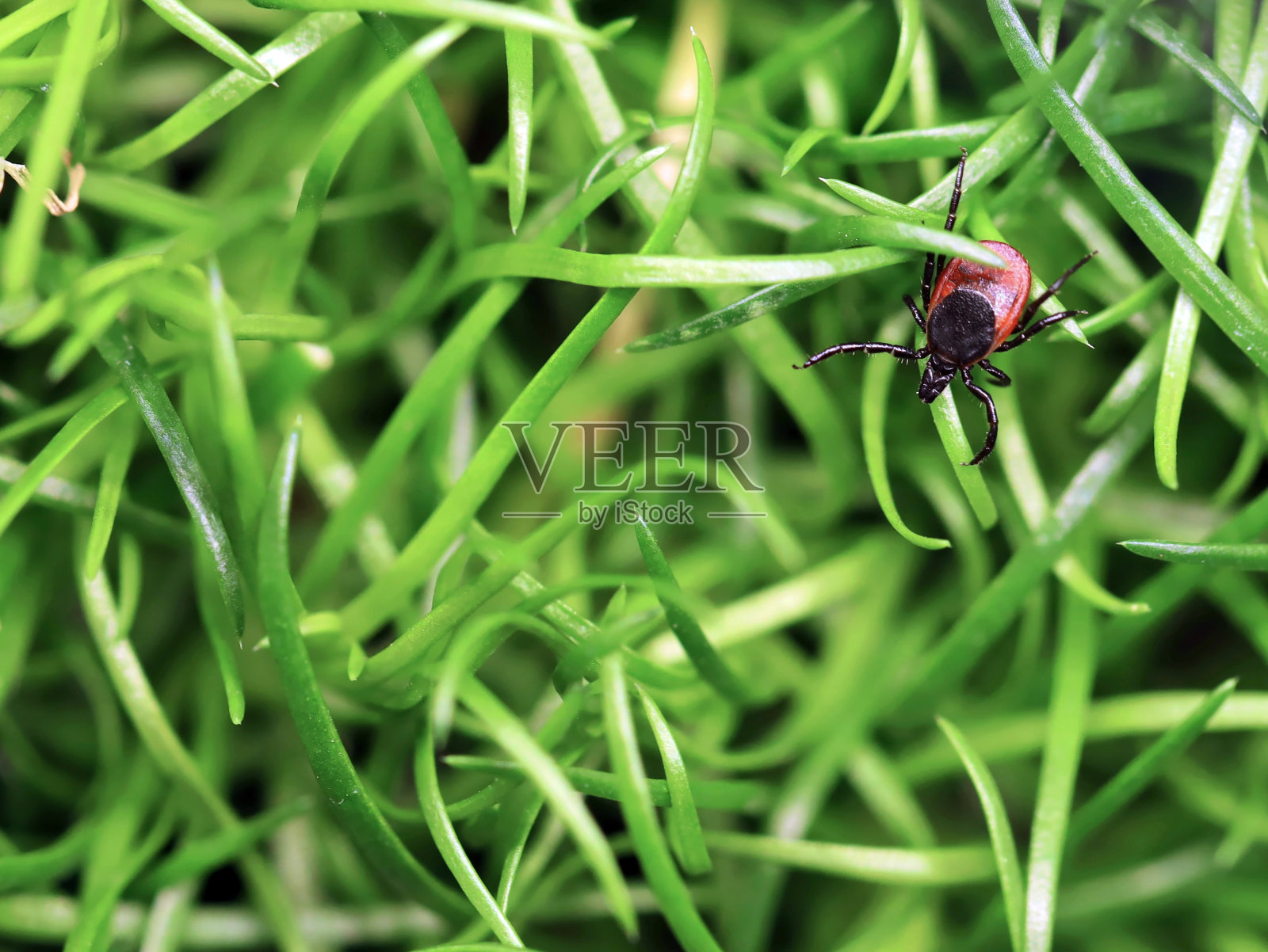 鹿蜱或肩胛骨硬蜱爬行在绿色的草地上，俯视图，危险的寄生虫可以携带病毒和细菌等疾病照片摄影图片
