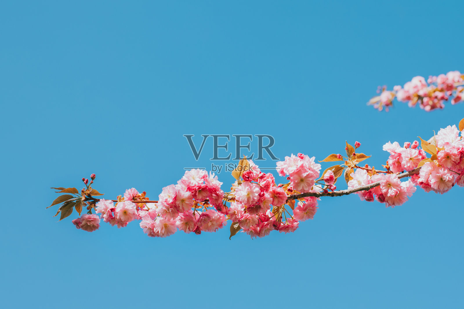 樱花树上盛开着令人惊叹的粉红色樱花。照片摄影图片