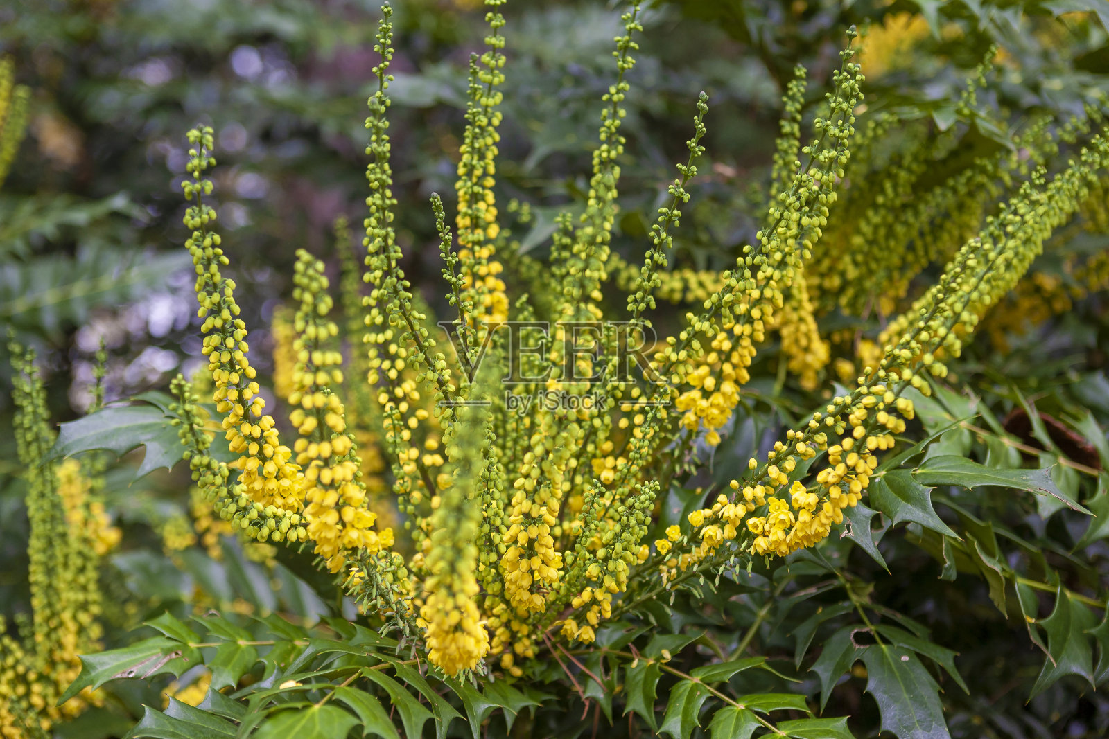 在尼曼斯，汉克罗斯，英国西苏塞克斯，Mahonia ×媒体的“冬季太阳”特写照片摄影图片