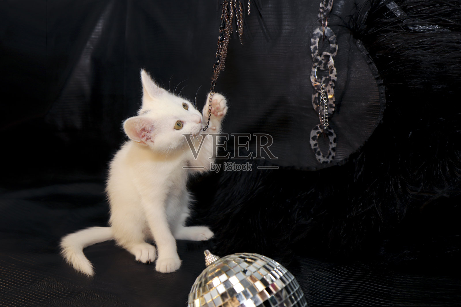 黑色背景上的一只小白猫照片摄影图片