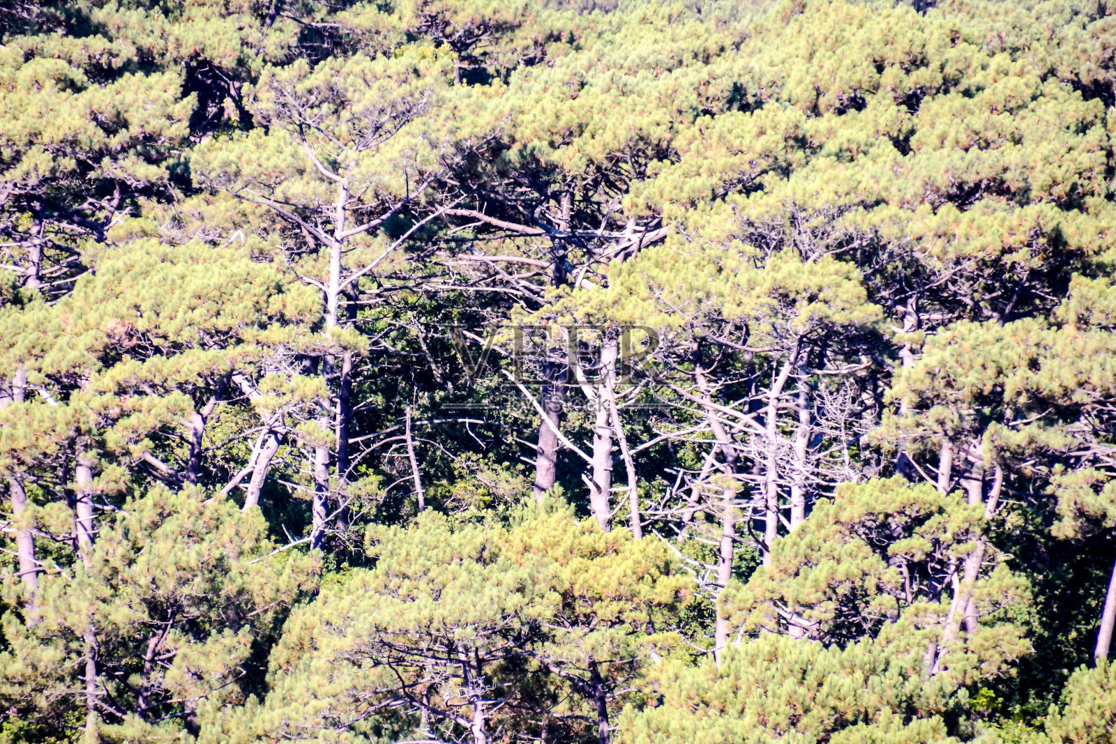 森林无缝图案纹理背景照片摄影图片