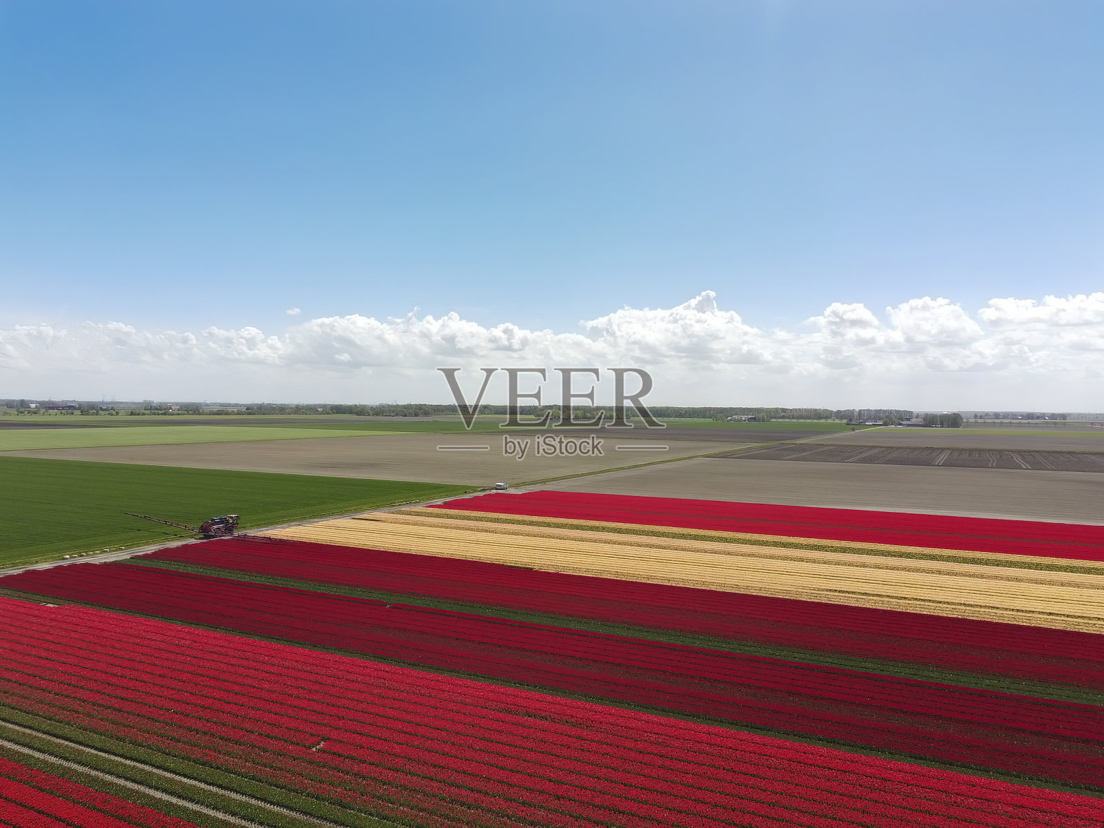 郁金香在一个美丽的春天生长在田野里照片摄影图片