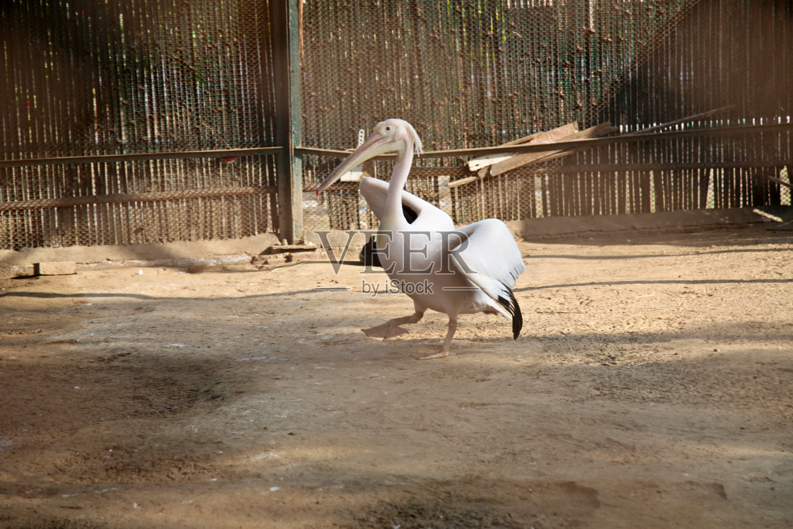 夏季笼中的白鸟照片摄影图片