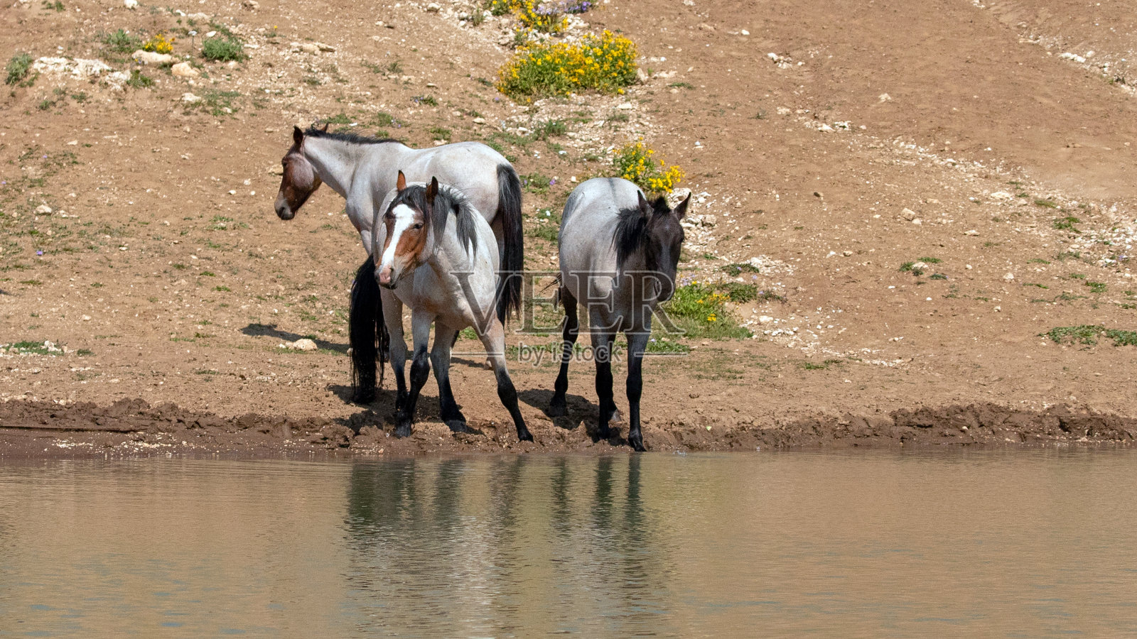 美国蒙大拿州普赖尔山脉的红蓝罗恩野马照片摄影图片