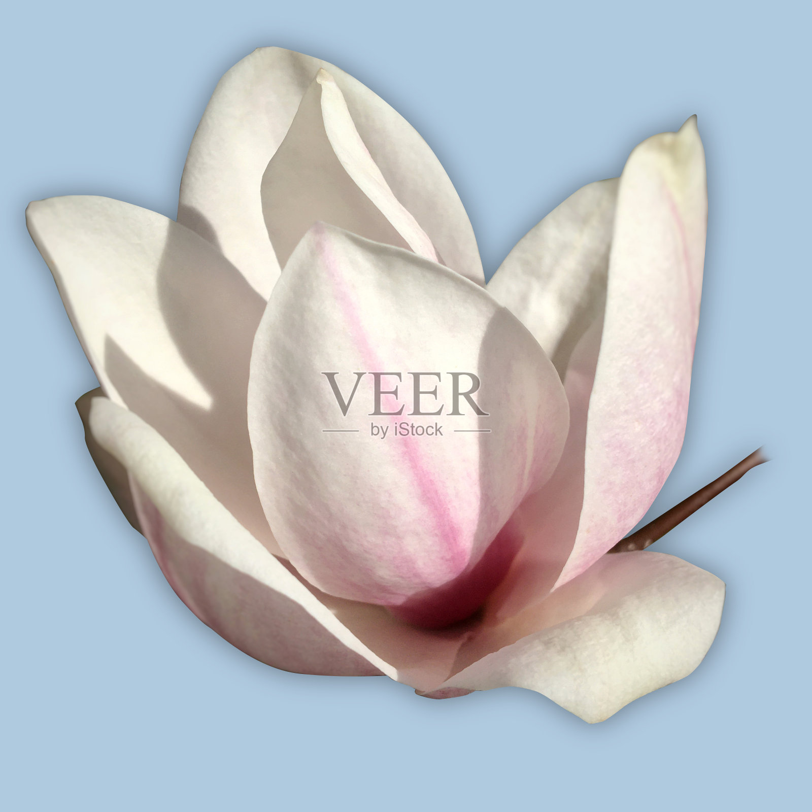 白玉兰开花了照片摄影图片