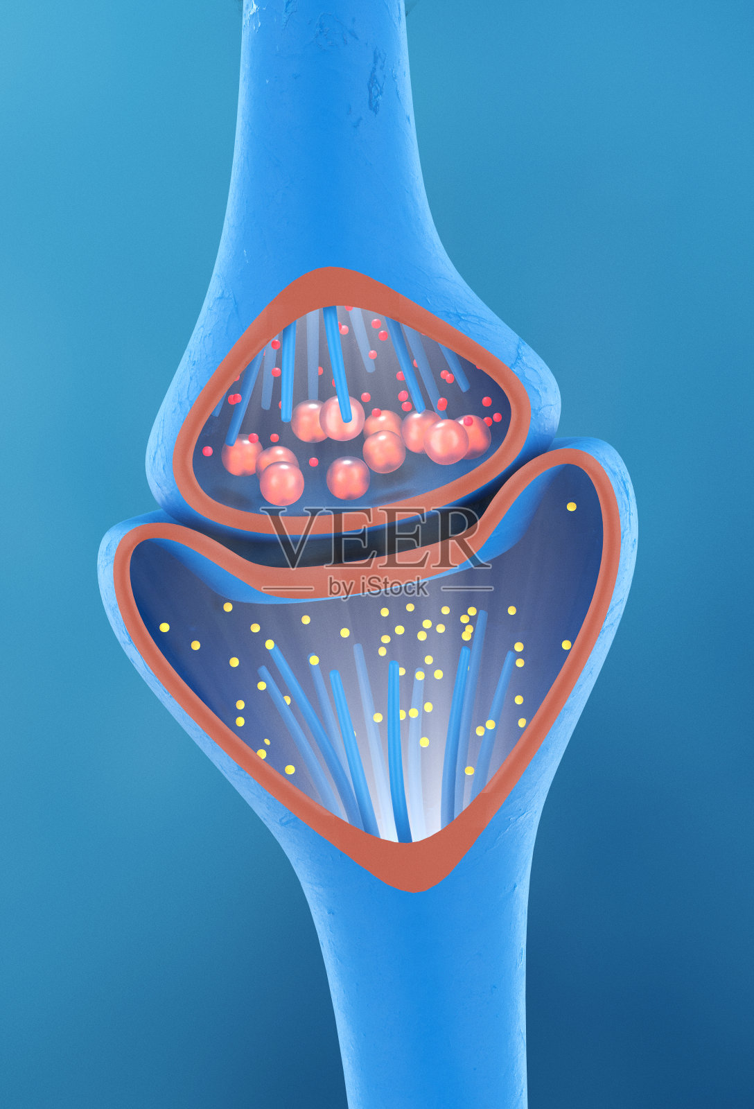 与神经细胞的突触或神经元连接照片摄影图片