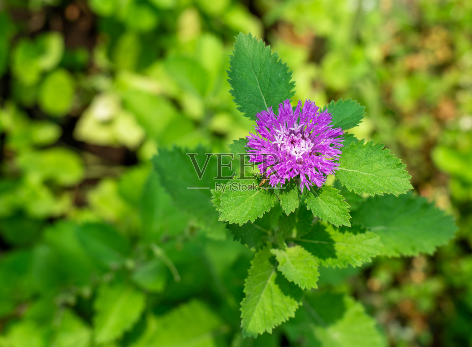 近距离的花紫色的绿叶背景，紫色的花绿色的叶子照片摄影图片