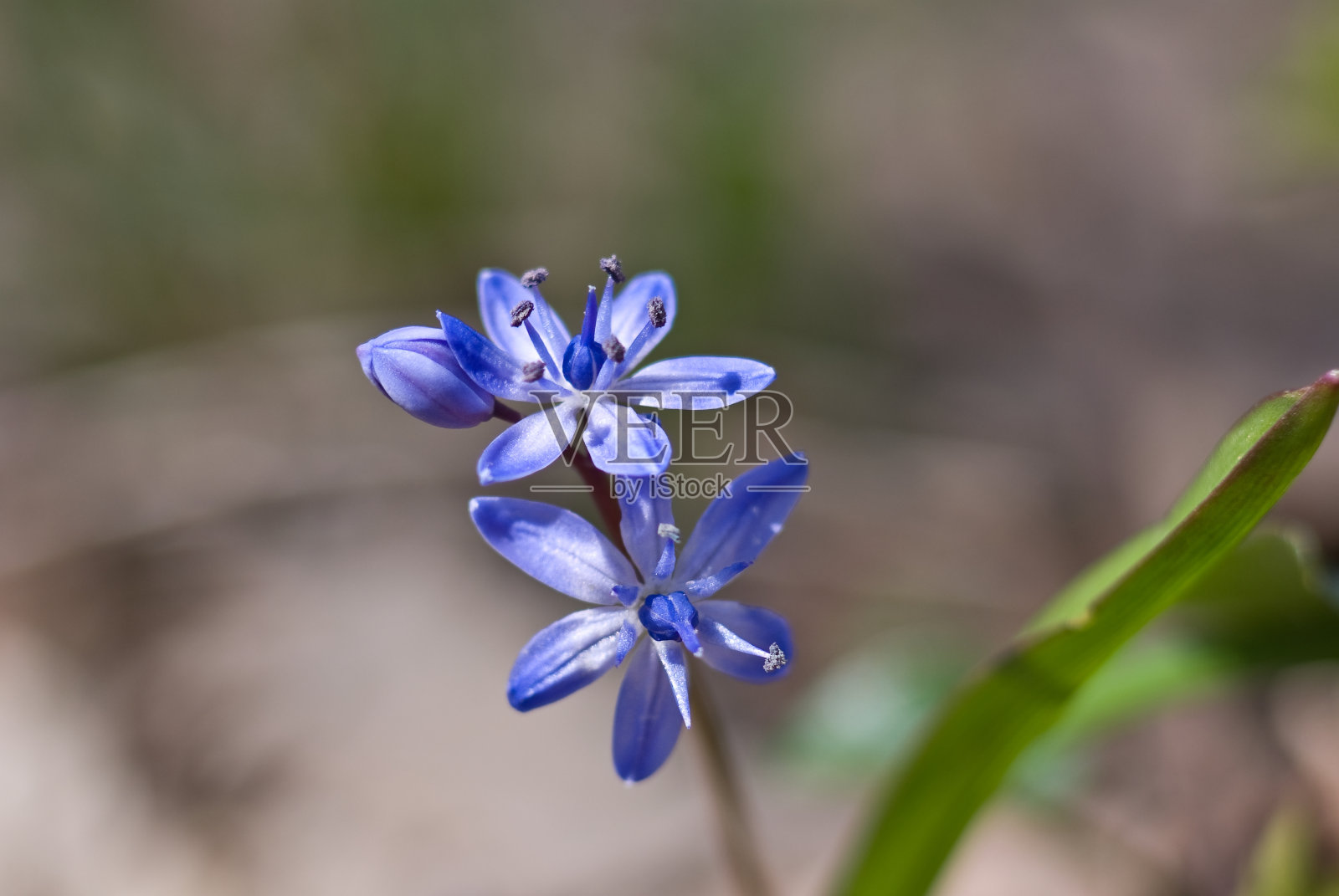 蓝色春天花朵的特写照片摄影图片
