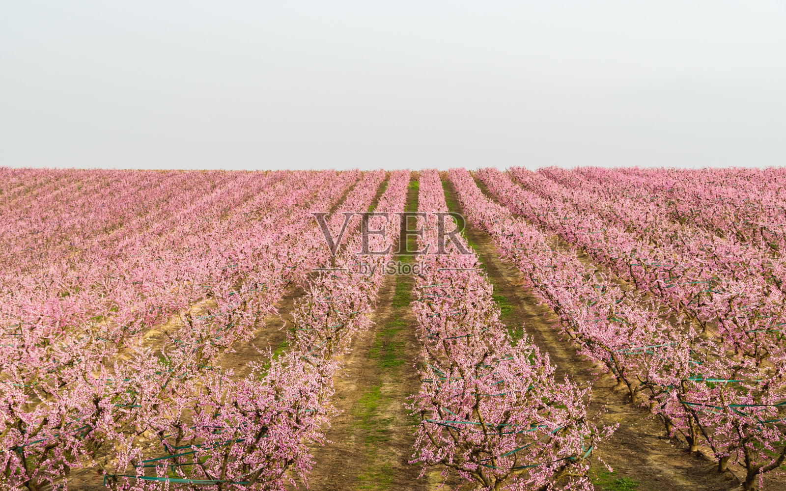 春天，在西班牙莱达的艾托纳村的果园里，桃子开花了。照片摄影图片
