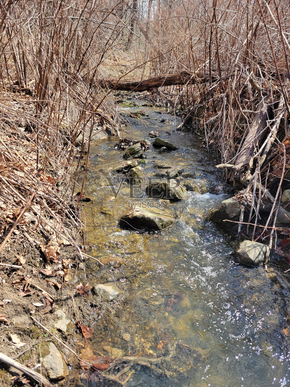 朗朗的照片摄影图片